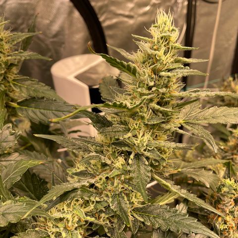 Moby dick XXL  [auto] growlog timeline photo