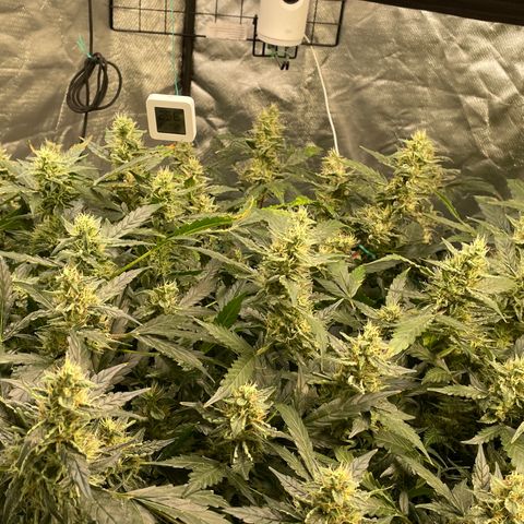 Moby dick XXL  [auto] growlog timeline photo
