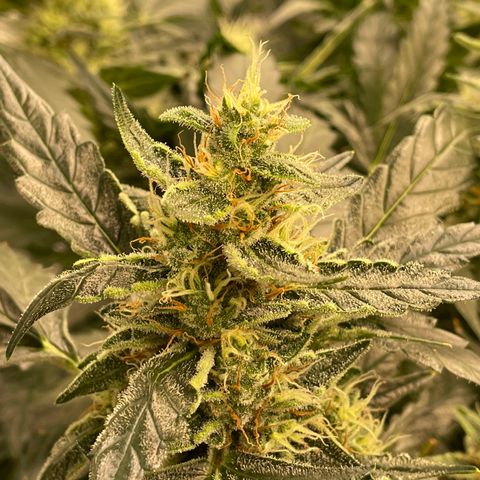 Moby dick XXL  [auto] growlog timeline photo