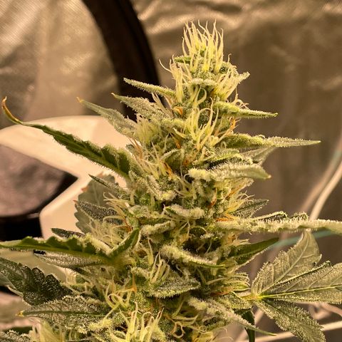 Moby dick XXL  [auto] growlog timeline photo