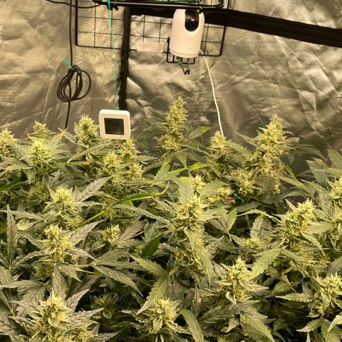 Moby dick XXL  [auto] growlog timeline photo