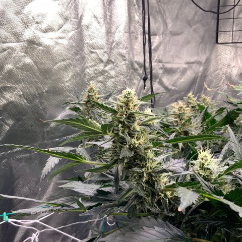 Moby dick XXL  [auto] growlog timeline photo
