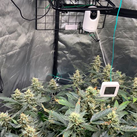 Moby dick XXL  [auto] growlog timeline photo