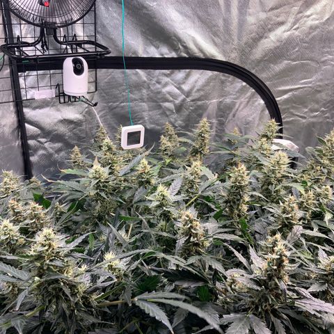 Moby dick XXL  [auto] growlog timeline photo