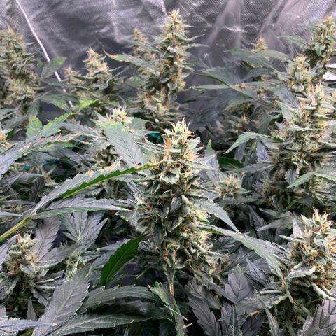 Moby dick XXL  [auto] growlog timeline photo