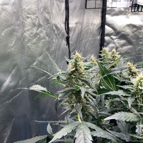 Moby dick XXL  [auto] growlog timeline photo