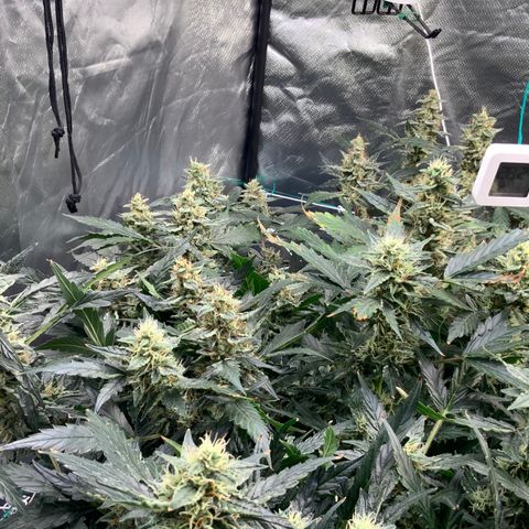 Moby dick XXL  [auto] growlog timeline photo