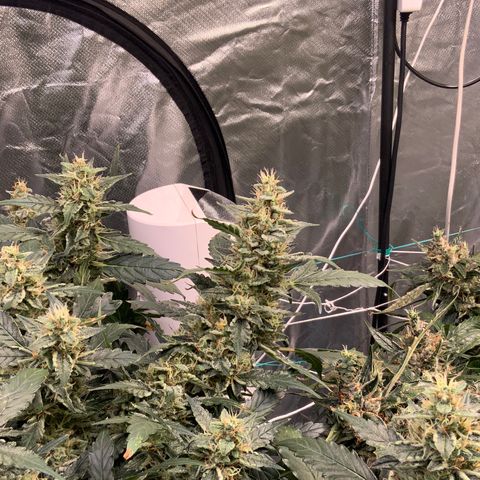 Moby dick XXL  [auto] growlog timeline photo