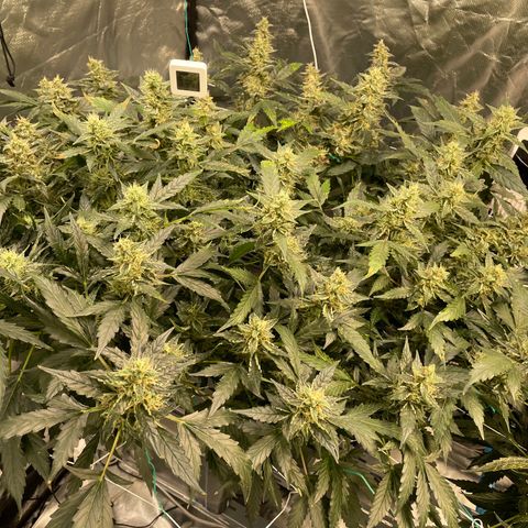 Moby dick XXL  [auto] growlog timeline photo