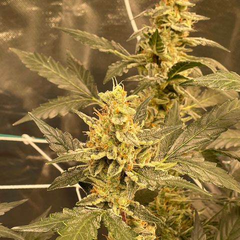 Moby dick XXL  [auto] growlog timeline photo