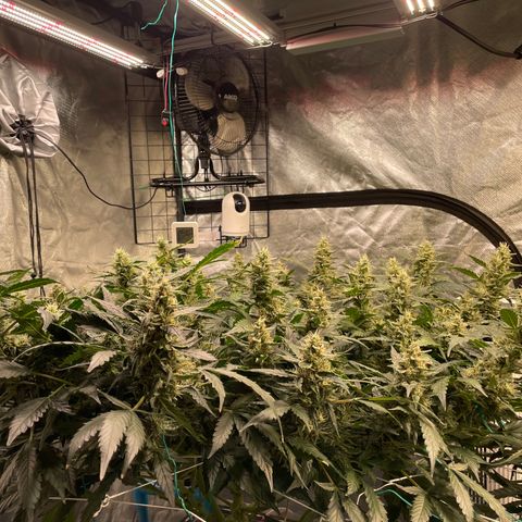 Moby dick XXL  [auto] growlog timeline photo