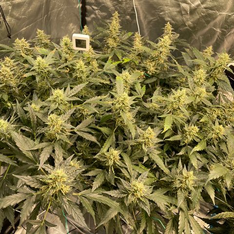 Moby dick XXL  [auto] growlog timeline photo