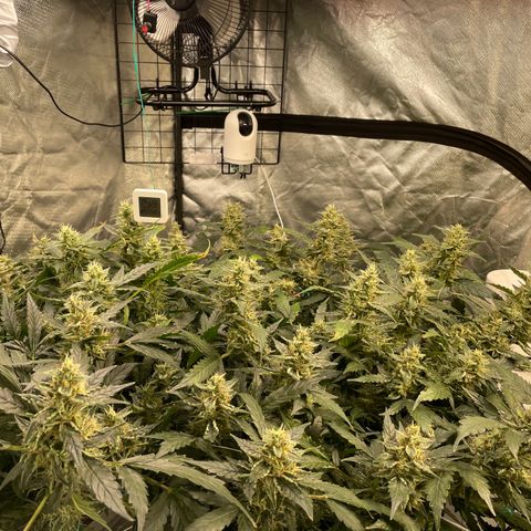 Moby dick XXL  [auto] growlog timeline photo