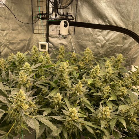 Moby dick XXL  [auto] growlog timeline photo