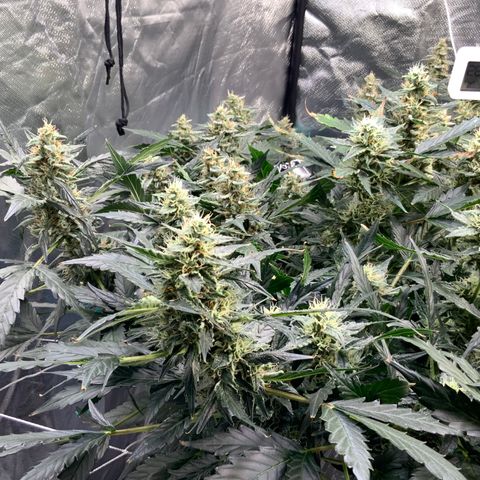 Moby dick XXL  [auto] growlog timeline photo