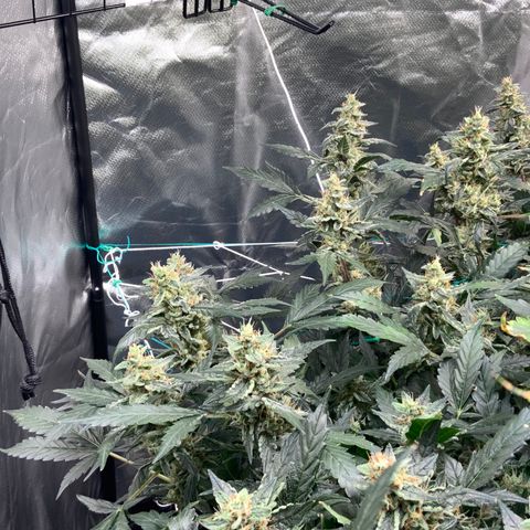 Moby dick XXL  [auto] growlog timeline photo