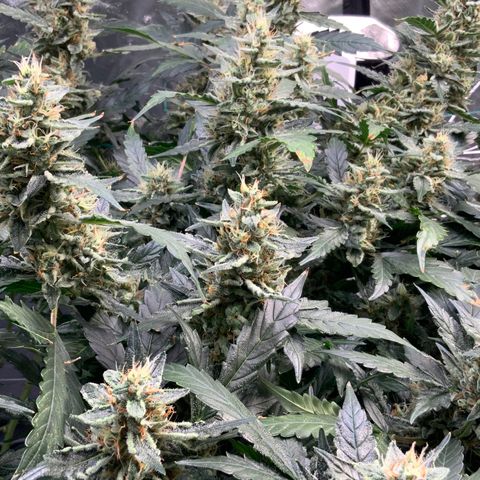Moby dick XXL  [auto] growlog timeline photo