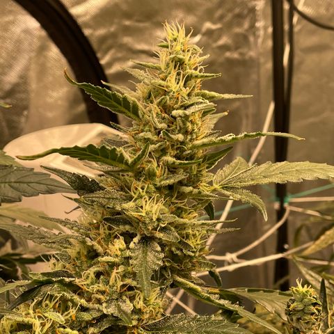 Moby dick XXL  [auto] growlog timeline photo