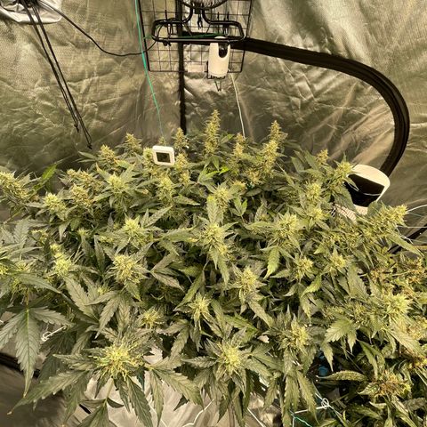 Moby dick XXL  [auto] growlog timeline photo