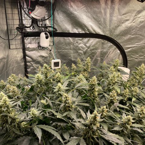 Moby dick XXL  [auto] growlog timeline photo