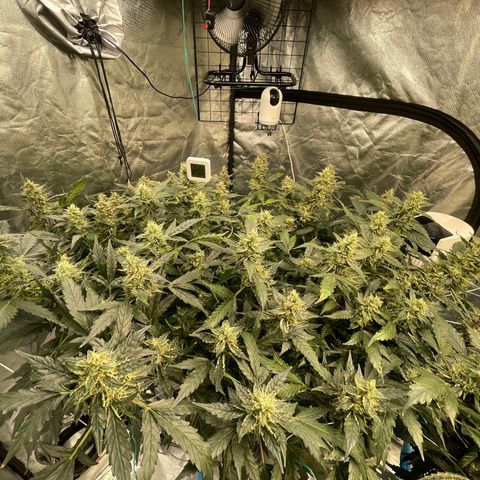 Moby dick XXL  [auto] growlog timeline photo