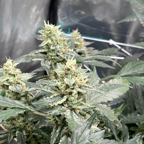 Moby dick XXL  [auto] growlog timeline photo