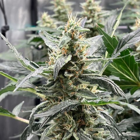 Moby dick XXL  [auto] growlog timeline photo