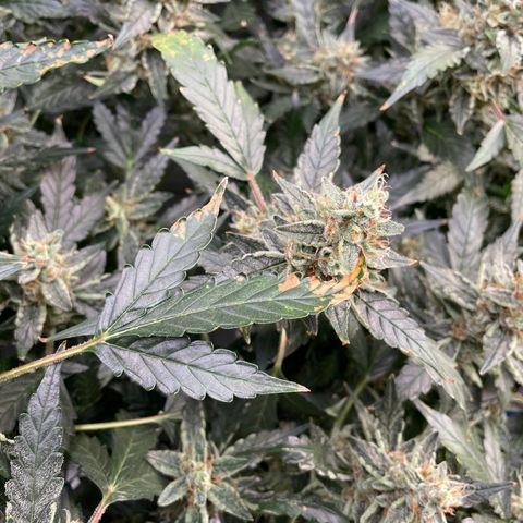 Moby dick XXL  [auto] growlog timeline photo