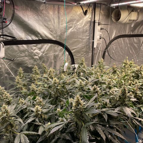 Moby dick XXL  [auto] growlog timeline photo