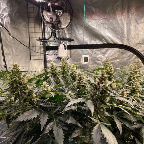 Moby dick XXL  [auto] growlog timeline photo