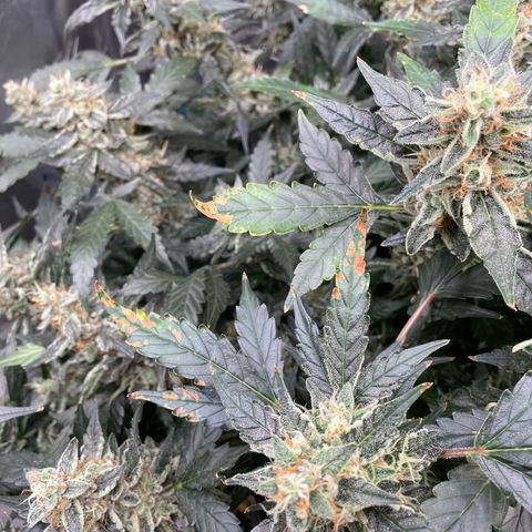 Moby dick XXL  [auto] growlog timeline photo