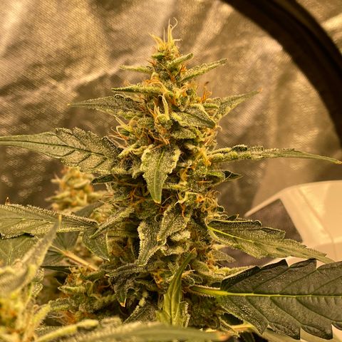 Moby dick XXL  [auto] growlog timeline photo