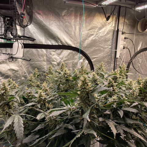 Moby dick XXL  [auto] growlog timeline photo