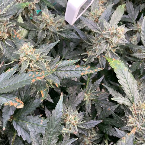 Moby dick XXL  [auto] growlog timeline photo