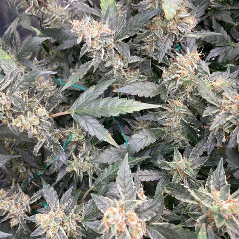 Moby dick XXL  [auto] growlog timeline photo
