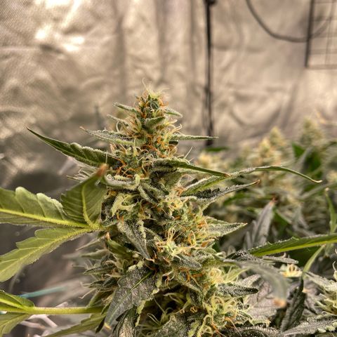 Moby dick XXL  [auto] growlog timeline photo