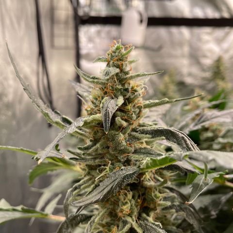 Moby dick XXL  [auto] growlog timeline photo