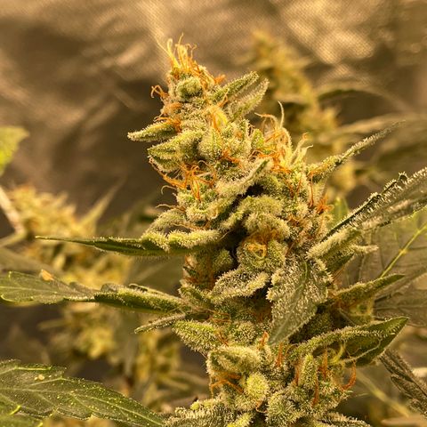 Moby dick XXL  [auto] growlog timeline photo