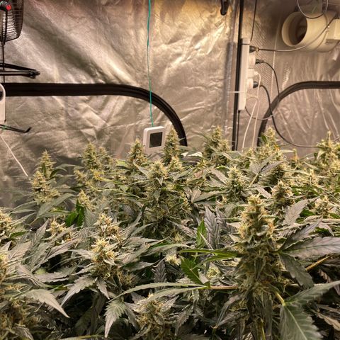 Moby dick XXL  [auto] growlog timeline photo
