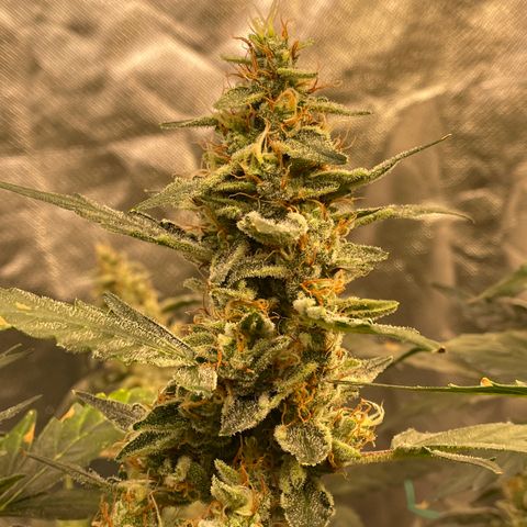 Moby dick XXL  [auto] growlog timeline photo