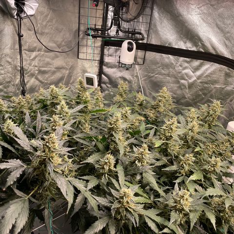 Moby dick XXL  [auto] growlog timeline photo