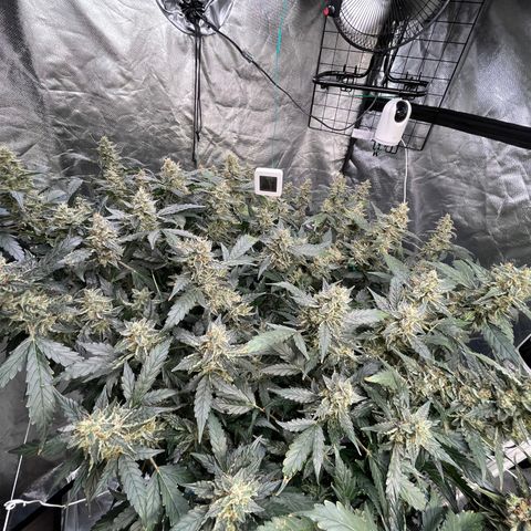 Moby dick XXL  [auto] growlog timeline photo