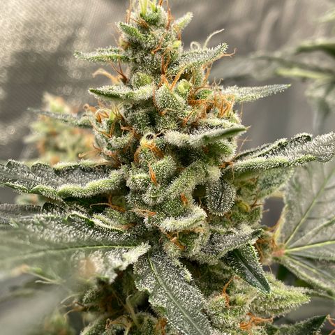 Moby dick XXL  [auto] growlog timeline photo