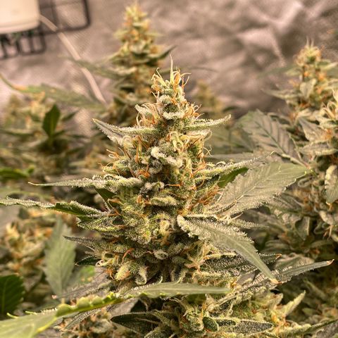 Moby dick XXL  [auto] growlog timeline photo