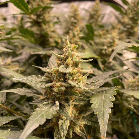 Moby dick XXL  [auto] growlog timeline photo
