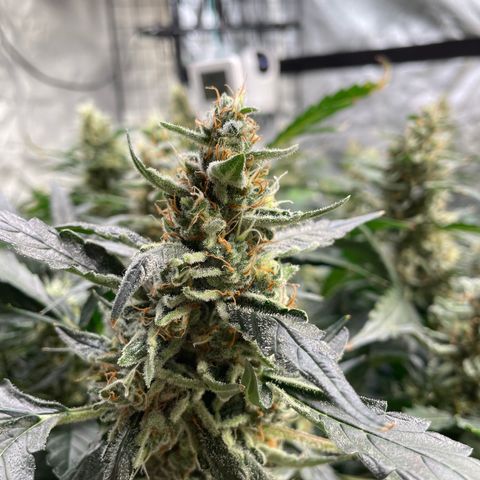 Moby dick XXL  [auto] growlog timeline photo
