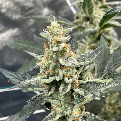 Moby dick XXL  [auto] growlog timeline photo