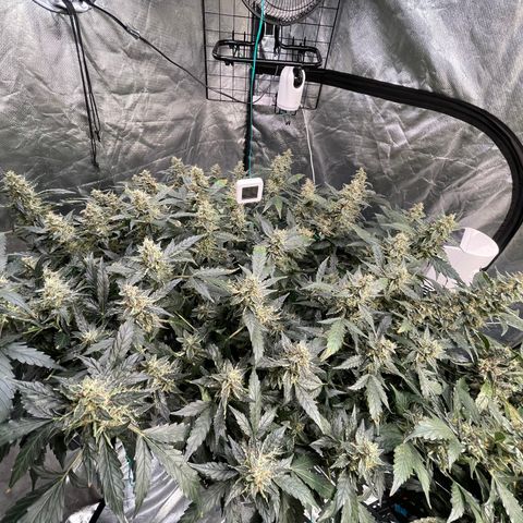 Moby dick XXL  [auto] growlog timeline photo