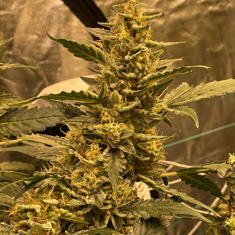 Moby dick XXL  [auto] growlog timeline photo