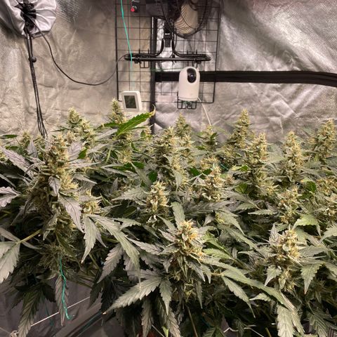 Moby dick XXL  [auto] growlog timeline photo